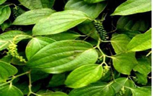 Cải thiện sinh khả dụng đường uống của piperine bằng hệ vi tự nhũ (SEDDS): Các nghiên cứu In vitro, In vivo và In situ về tính thấm qua màng ruột