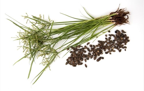 Thí nghiệm sàng lọc ảo các hợp chất tự nhiên phân lập từ Hương phụ (Cyperus rotundus Linn.) có tác dụng ức chế enzyme protease của SARS-CoV-2 (MPRO)