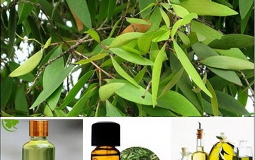 Cách dùng tinh dầu tràm sát khuẩn, tiêu viêm